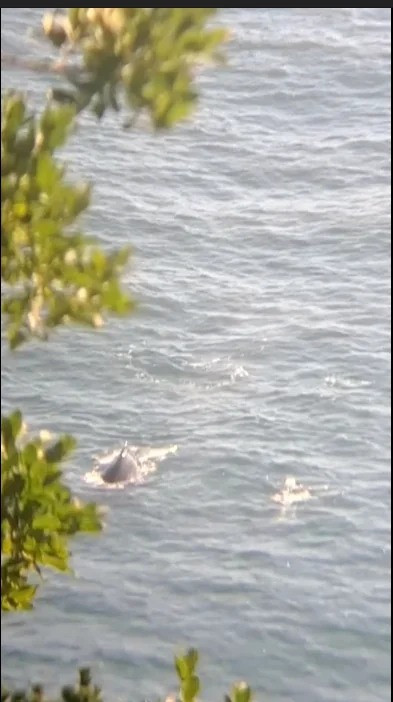Ballenas en el mar, vistas entre la vegetación costera