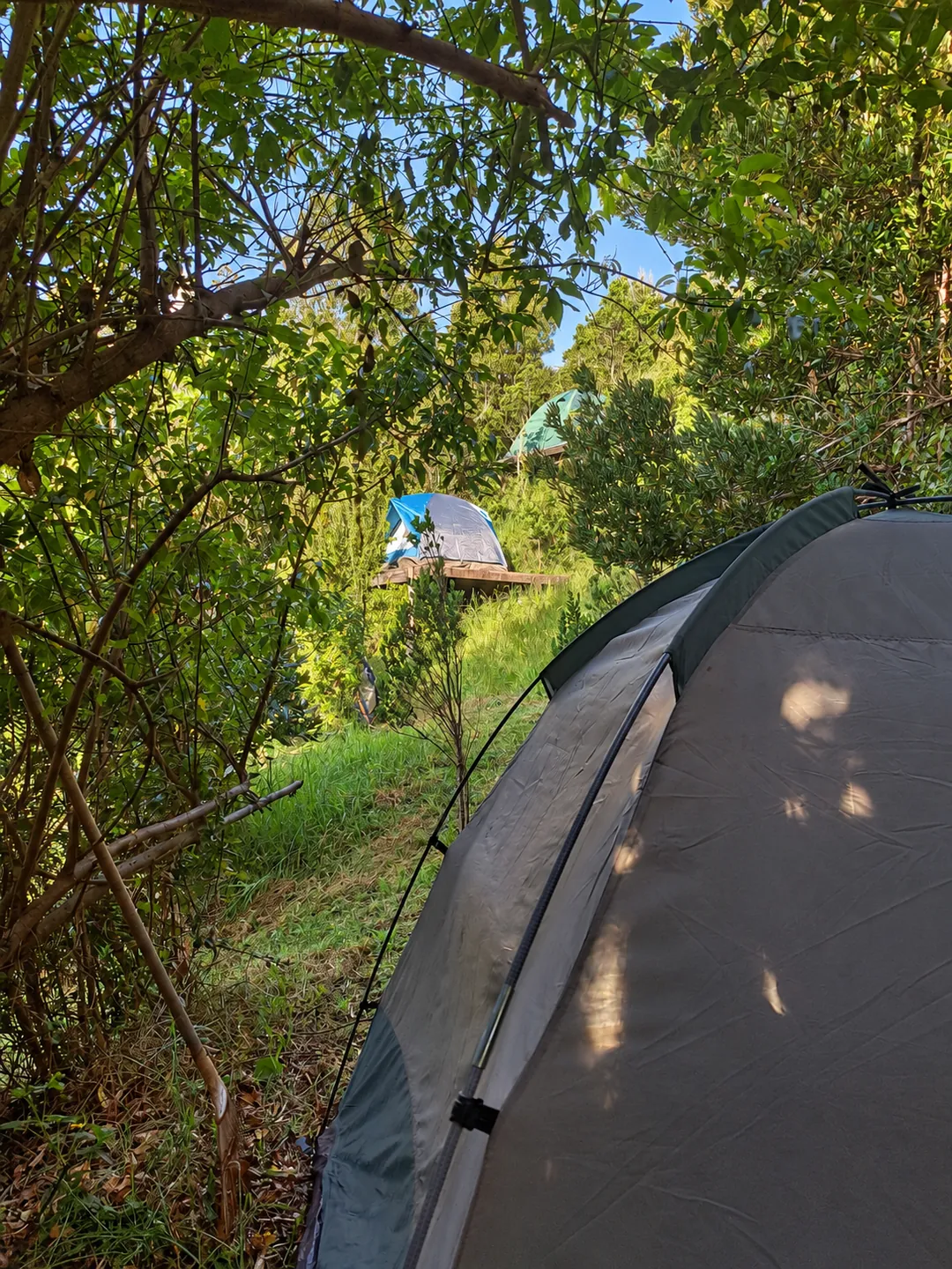 Carpas entre árboles y vegetación en el camping